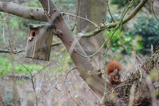 Ein Eichhörnchen sitzt mit einer Nuss zwischen den Pfoten im Baum. Rechts von ihm ist ein Vogelhäuschen an einem Ast angebracht.